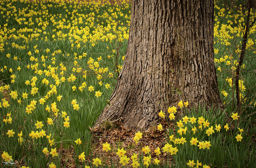 Spring Photograph - Daffodils and Tree by Phil And Karen Rispin