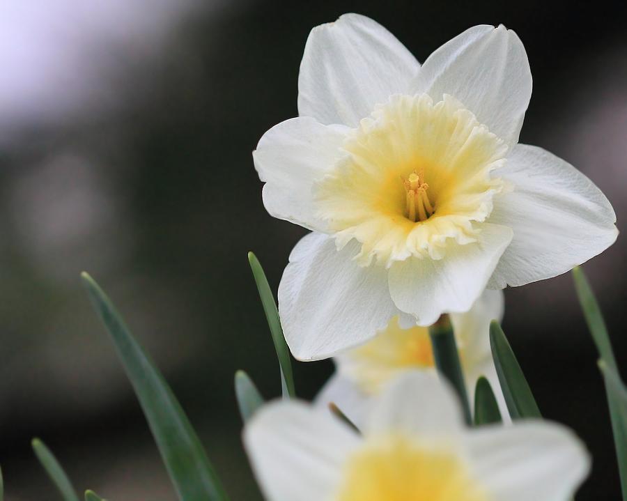 Daffodils  Photograph by Angela Murdock