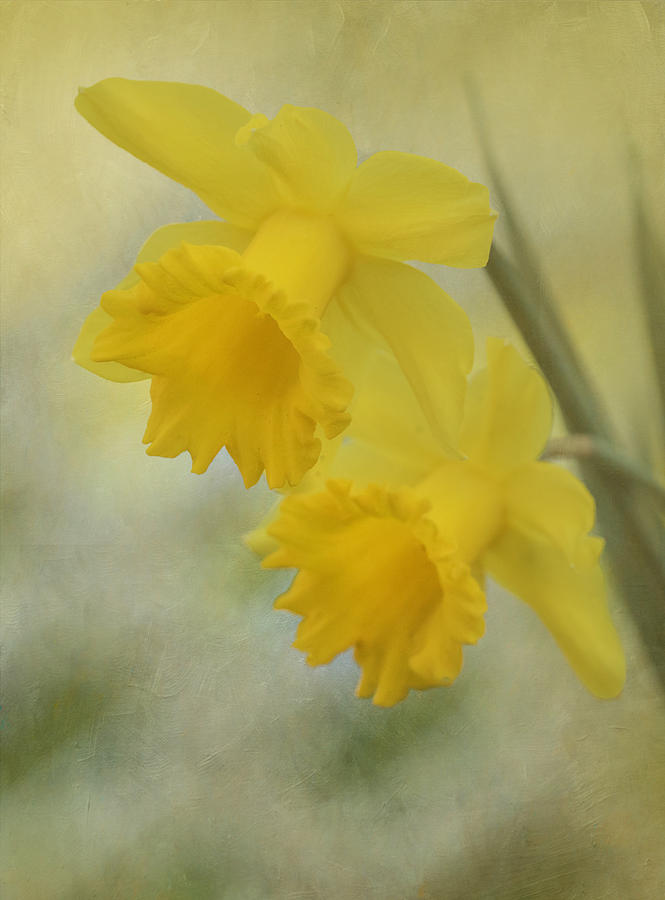 Daffodils Photograph by Angie Vogel