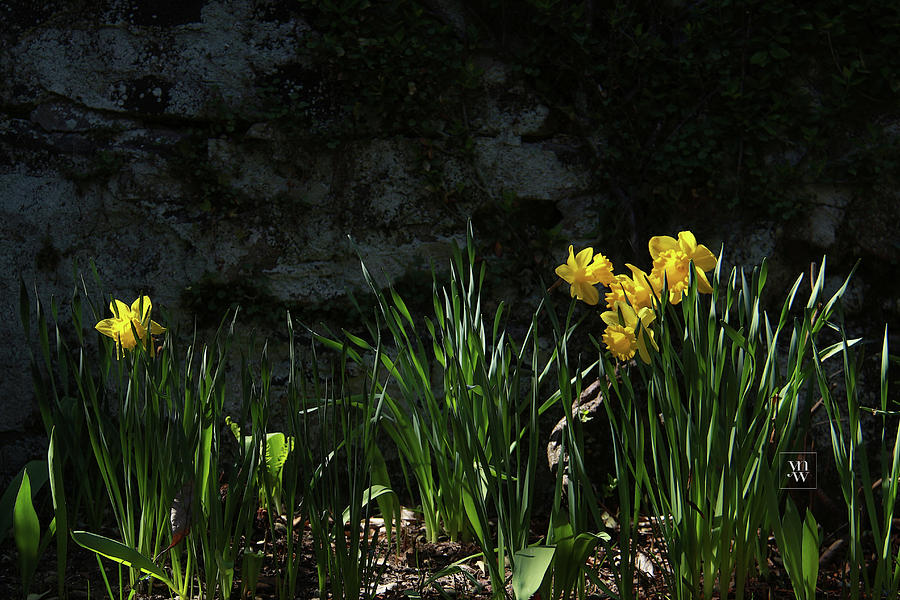 Daffodils Basking In The Afternoon Light Photograph by Yvonne Wright