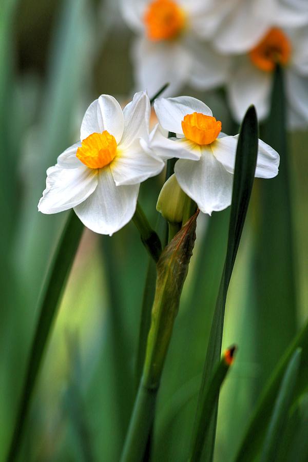 Daffodils Photograph by Carol Montoya