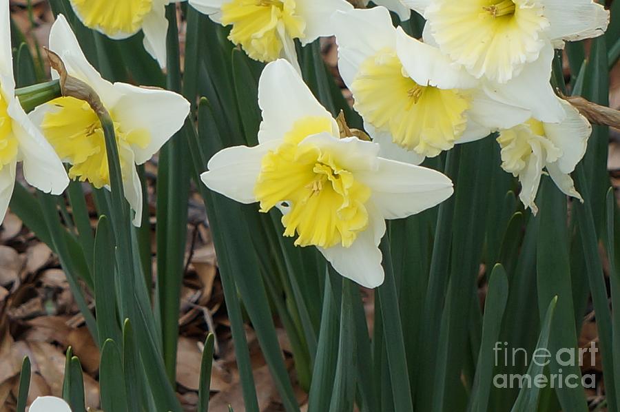 Daffodil Chorus Photograph by Maxine Billings