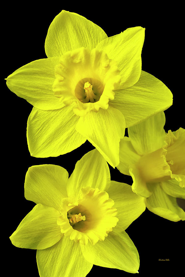 Daffodils Photograph by Christina Rollo