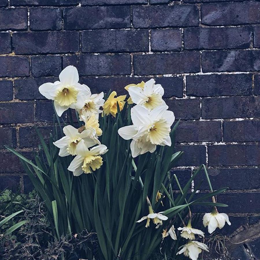 Nature Photograph - #daffodils #daffs #walls #dark #monday by Emma Gillett