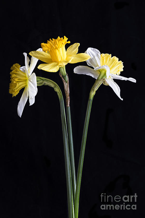 Daffodils Photograph by Elena Nosyreva