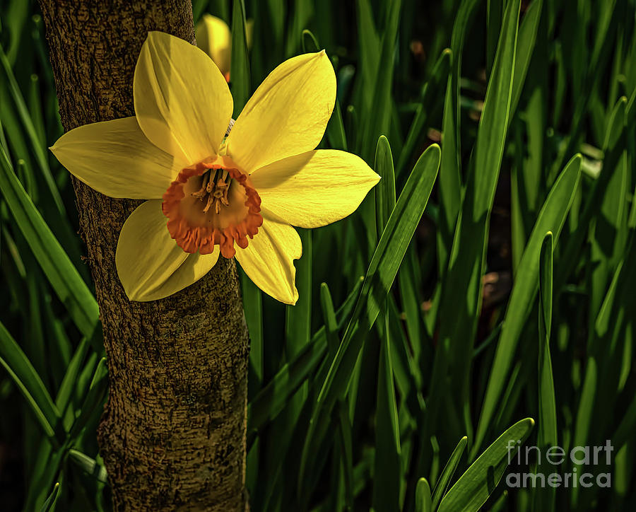 Daffodils Photograph by Elijah Knight