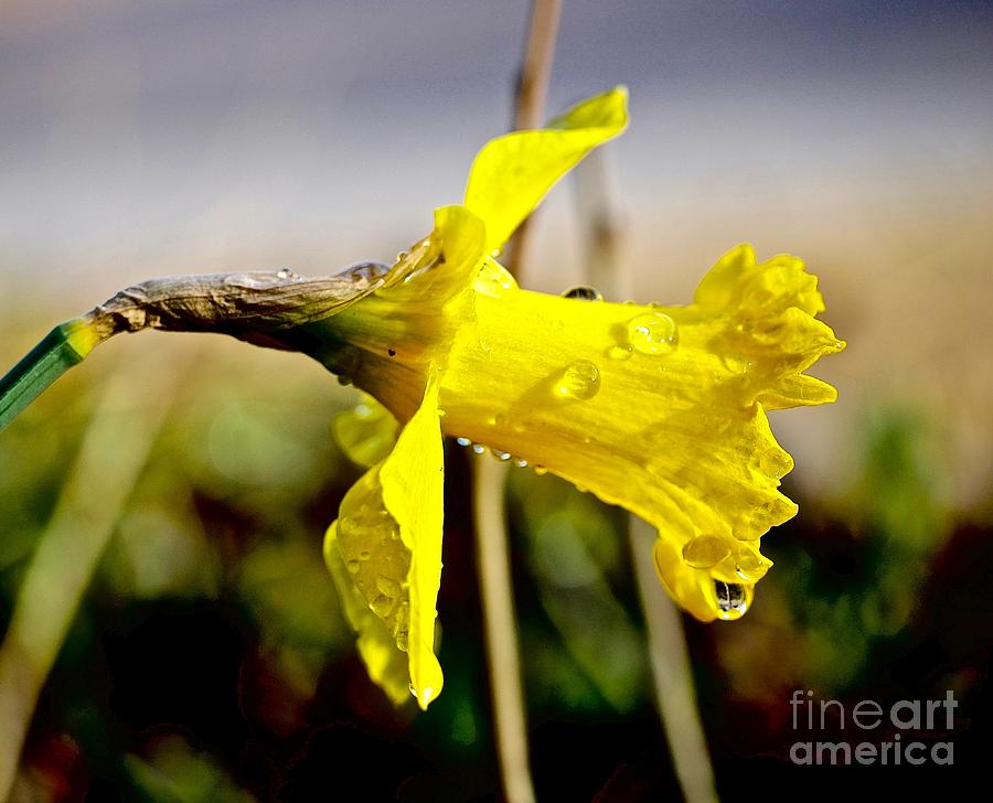 Daffodils  Photograph by Elisabeth Derichs