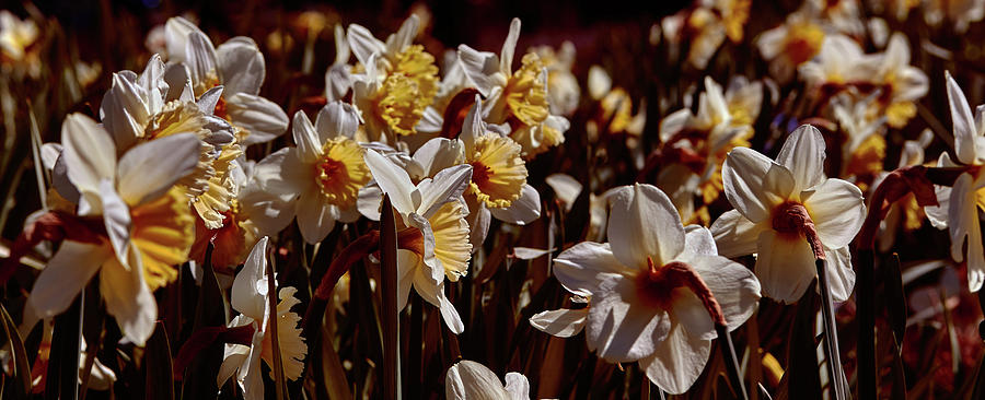 Daffodils #f8 Photograph by Leif Sohlman