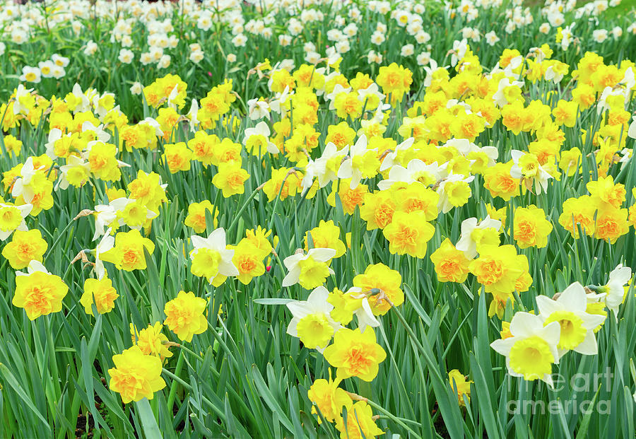 Daffodils Field Photograph by Anastasy Yarmolovich