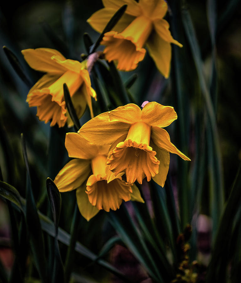 Daffodils #h5 Photograph by Leif Sohlman