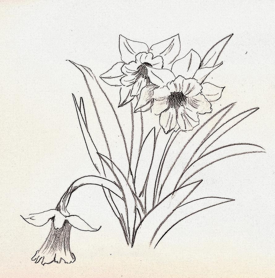 Daffodils  Drawing by Hae Kim