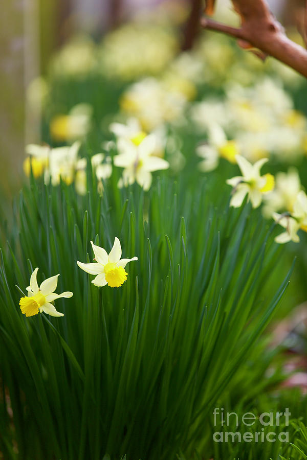 Daffodils in a Bunch Photograph by Rachel Morrison