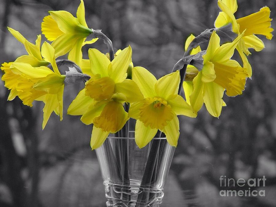 Daffodils in a Vase Photograph by Joan-Violet Stretch