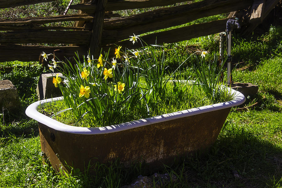 Flower Photograph - Daffodils In Bath Tub by Garry Gay