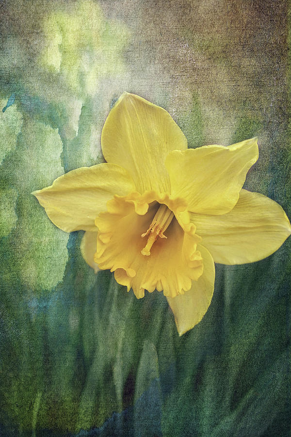 Daffodils in Bloom Photograph by Gwen Gibson