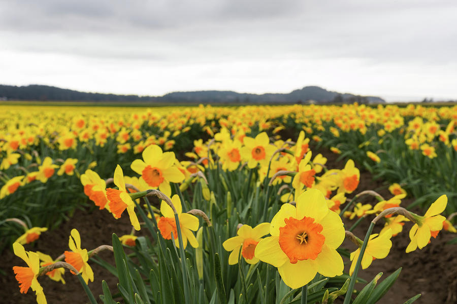 Daffodils in Skagit Valley Digital Art by Michael Lee