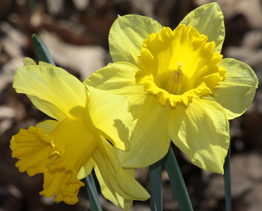 Daffodils in Spring Photograph by Sheila Brown
