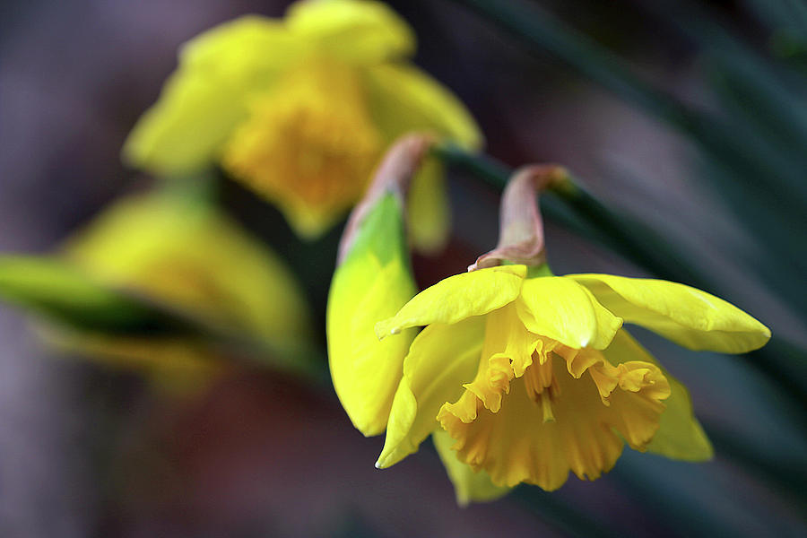 Flower Photograph - Daffodils in Spring by Vanessa Thomas