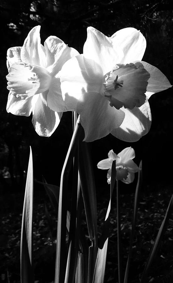 Daffodils In Sunlight Photograph by Lori Seaman