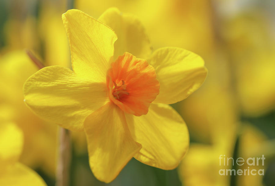 Daffodils in Sunshine Photograph by Rachel Cohen