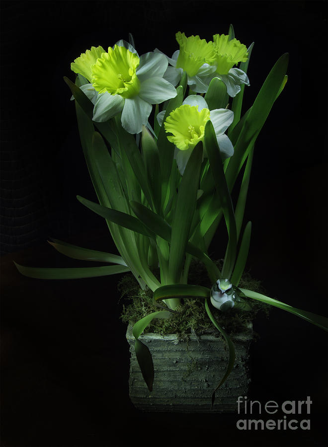 Daffodils In the Dark Photograph by Timothy Hacker