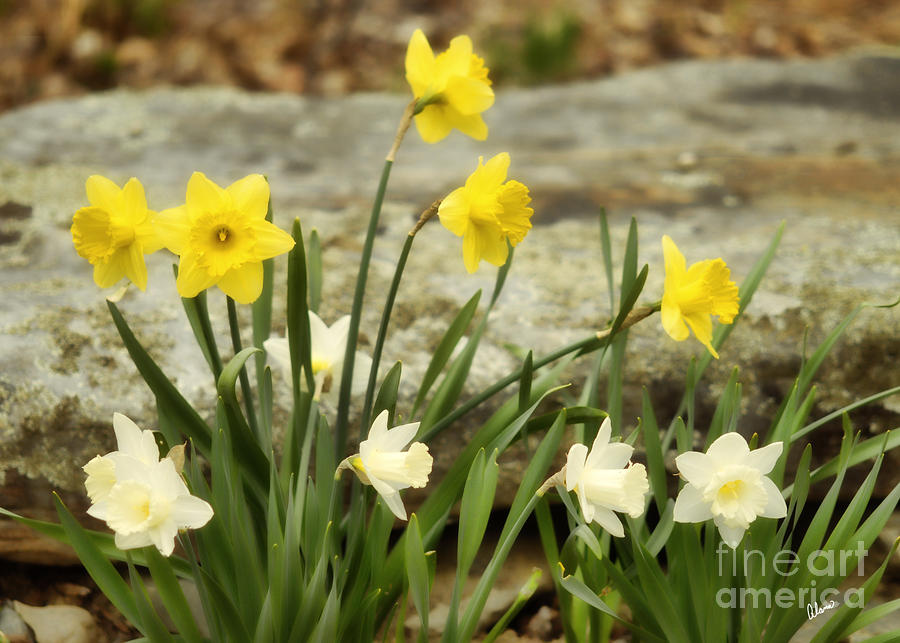Flower Photograph - Daffodils in the Garden by Alana Ranney