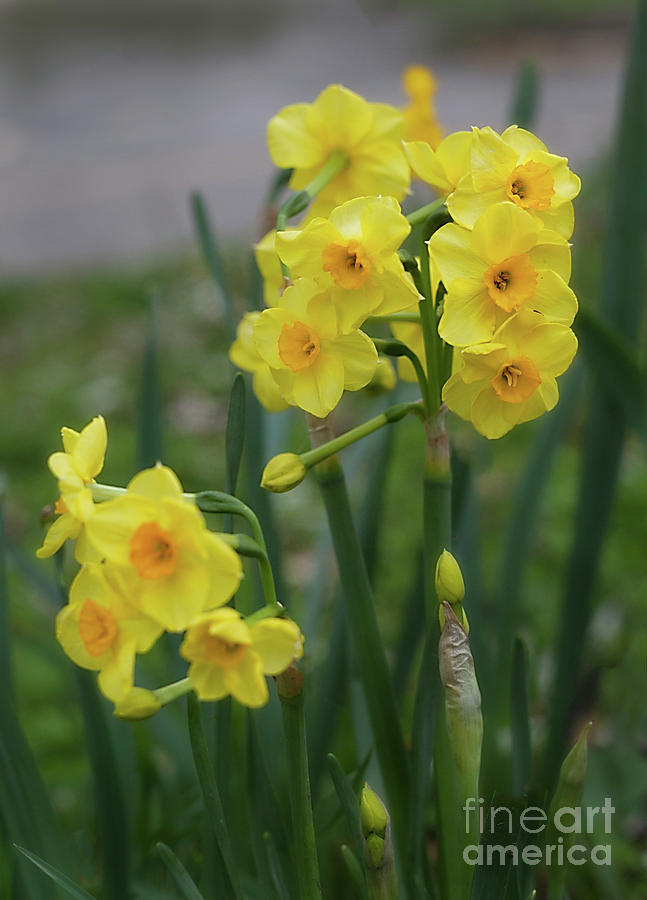 Daffodils in the Garden Photograph by Ann Jacobson