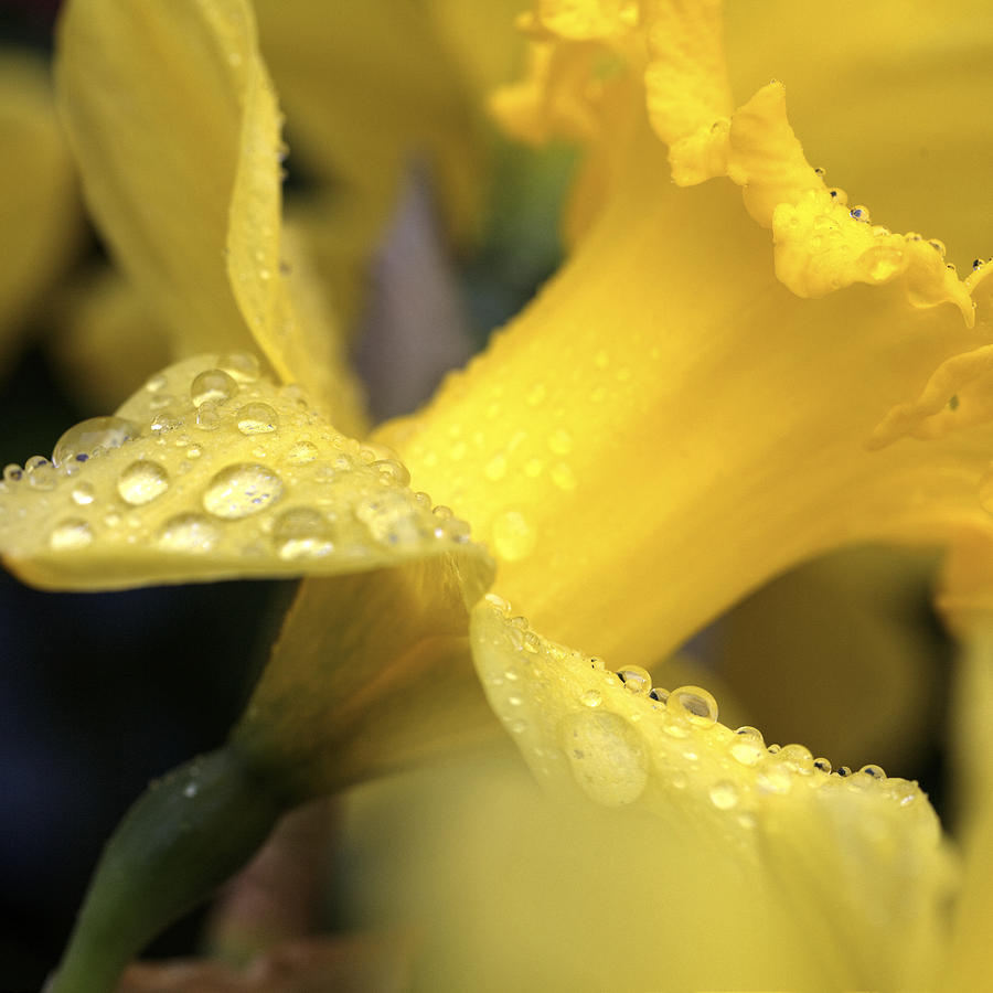 Daffodils In The Rain Photograph by Steve Gravano