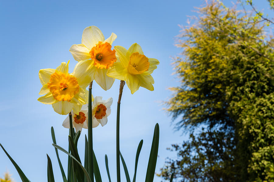 Daffodils in the Sky Photograph by David Head - Fine Art America