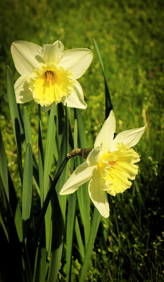 Daffodils Photograph by Dr Janine Williams