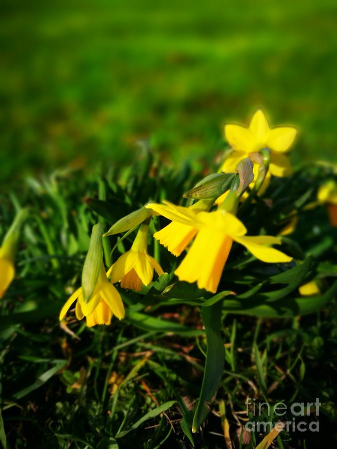 Daffodils Photograph by Jarek Filipowicz