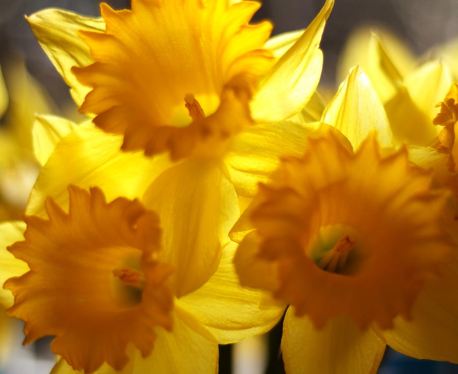 Daffodils Photograph by Jeff Townsend