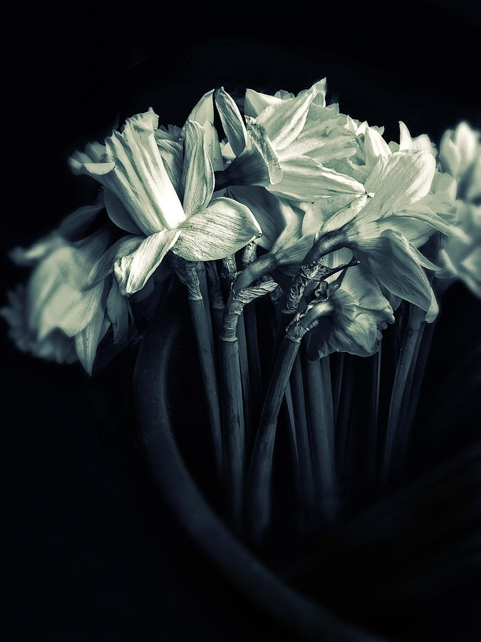 Flower Photograph - Daffodils by Jessica Jenney