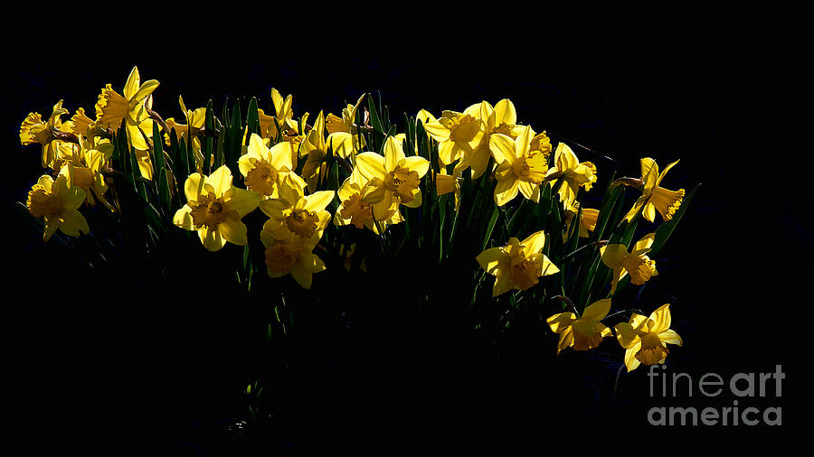 Daffodils Photograph by Jim Garrison