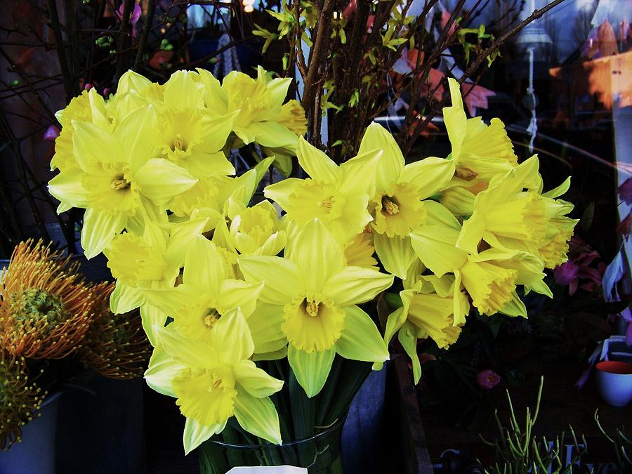 Daffodils Photograph by Julie Rauscher