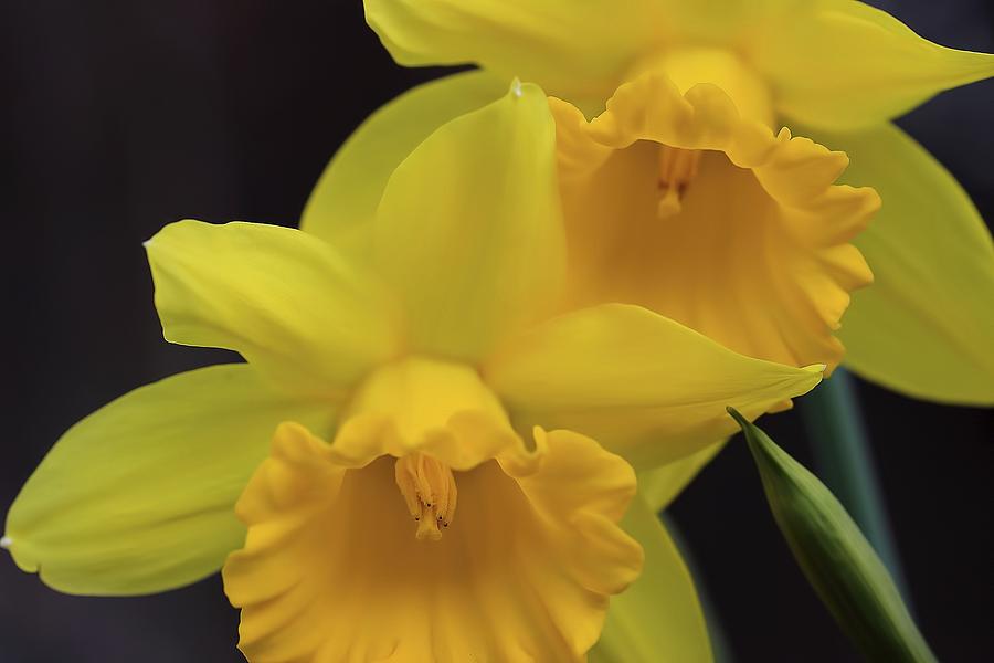 Daffodils Photograph by Karen Jensen