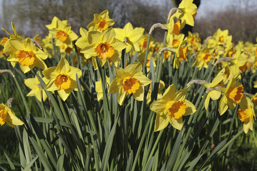 Daffodils Photograph by Kevin Round Fine Art America