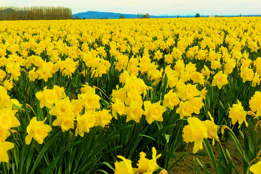 Daffodils La Conner Washington Photograph by Jeff Swan Fine Art America
