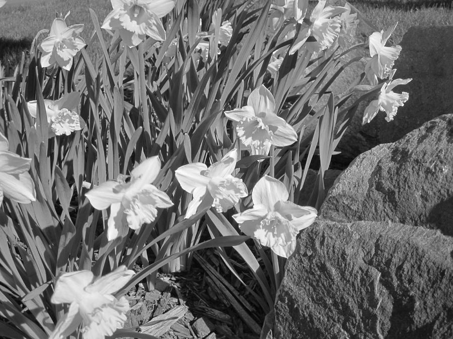 Daffodils Photograph by Lori Chartier