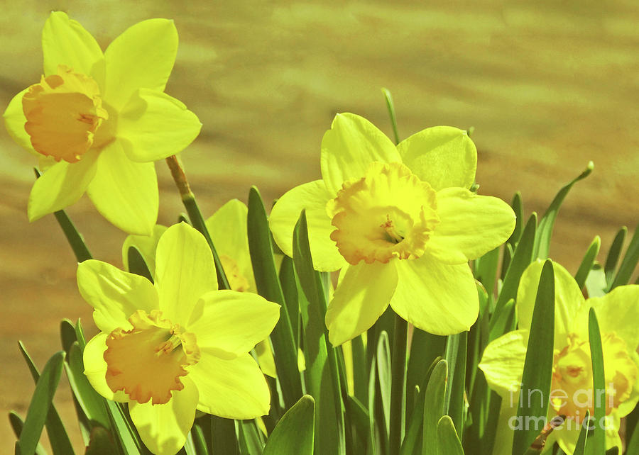 Daffodils Photograph by Lydia Holly