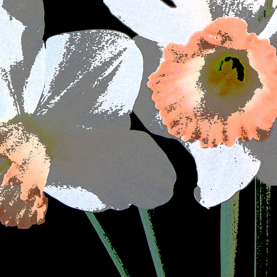 Daffodils Digital Art by Marsha Young