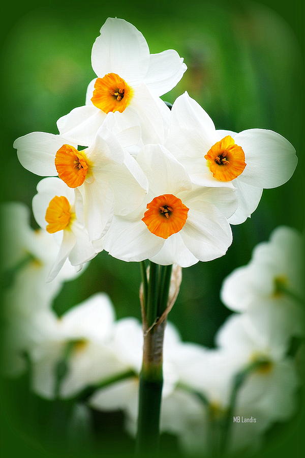 Daffodils Photograph by Mary Beth Landis
