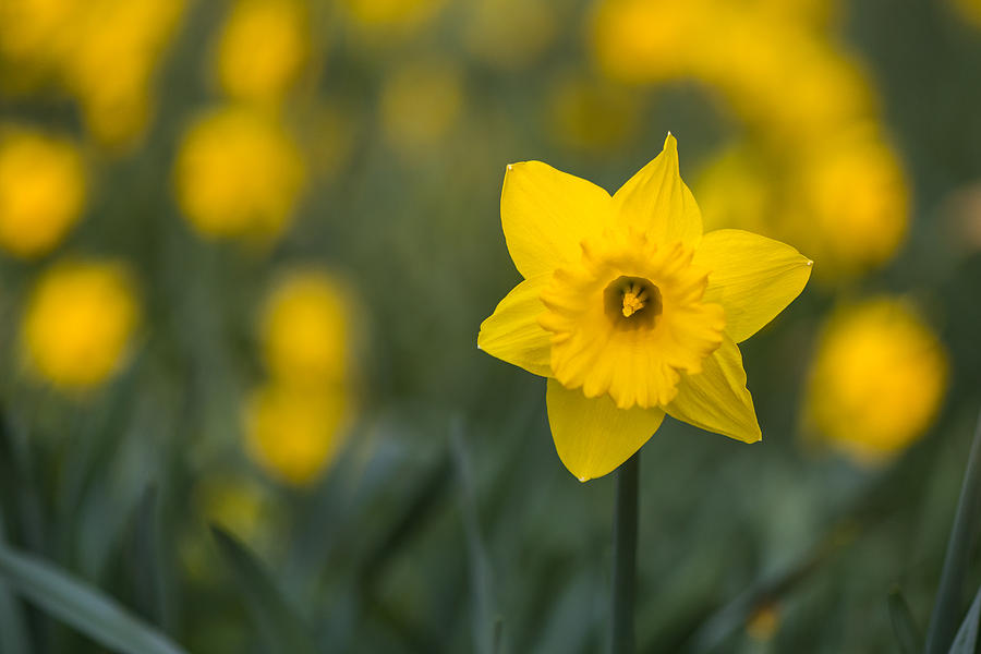 Daffodils  Photograph by Matt Malloy