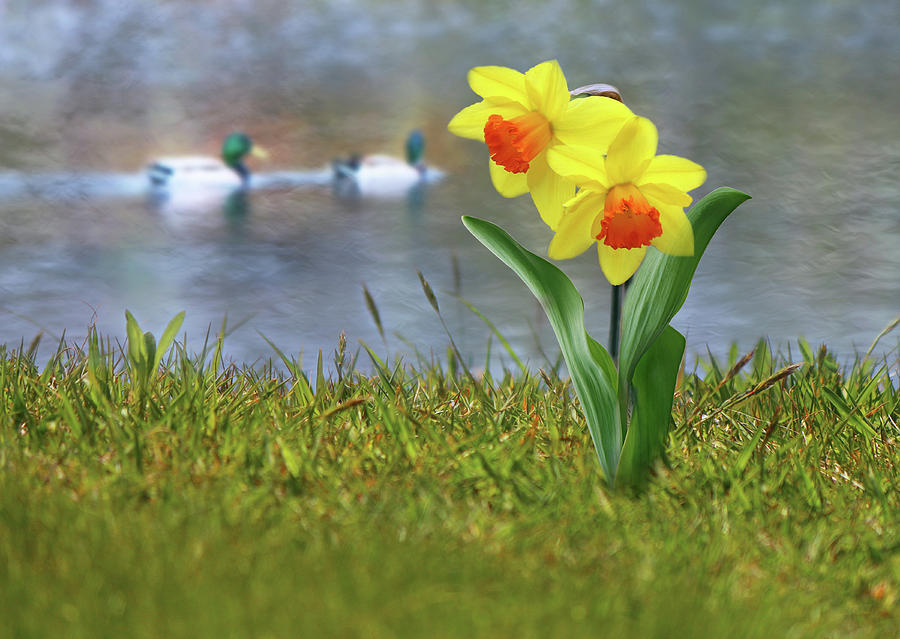 Daffodils Digital Art by Nina Bradica