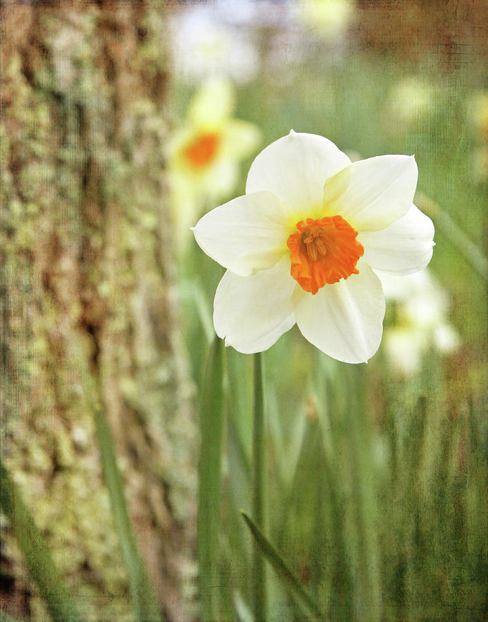 Daffodils, No.1 Photograph by Brooke T Ryan