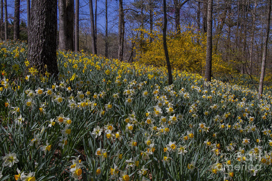 Daffodils on a Hill Photograph by Barbara Bowen