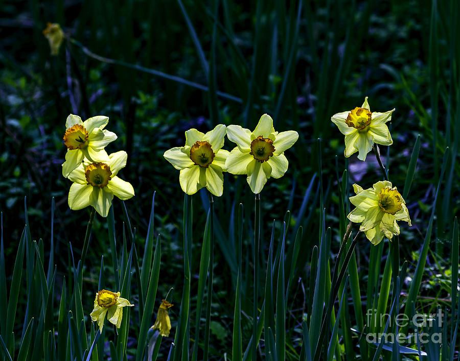 Daffodils one Photograph by Ken Frischkorn