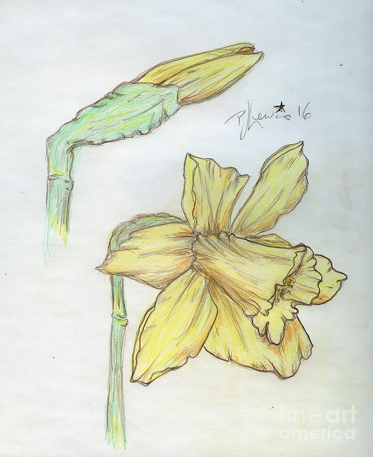 Daffodils Drawing by PJ Lewis