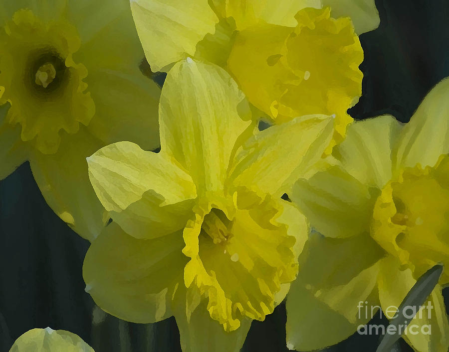 Daffodils Photograph by Robert Suggs