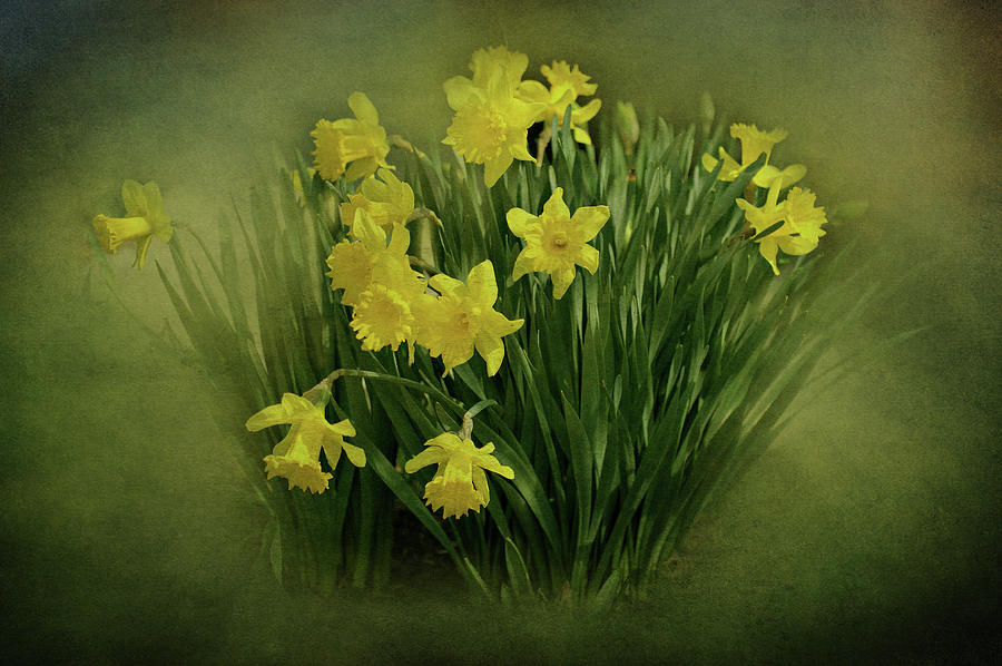Daffodils Photograph by Sandy Keeton